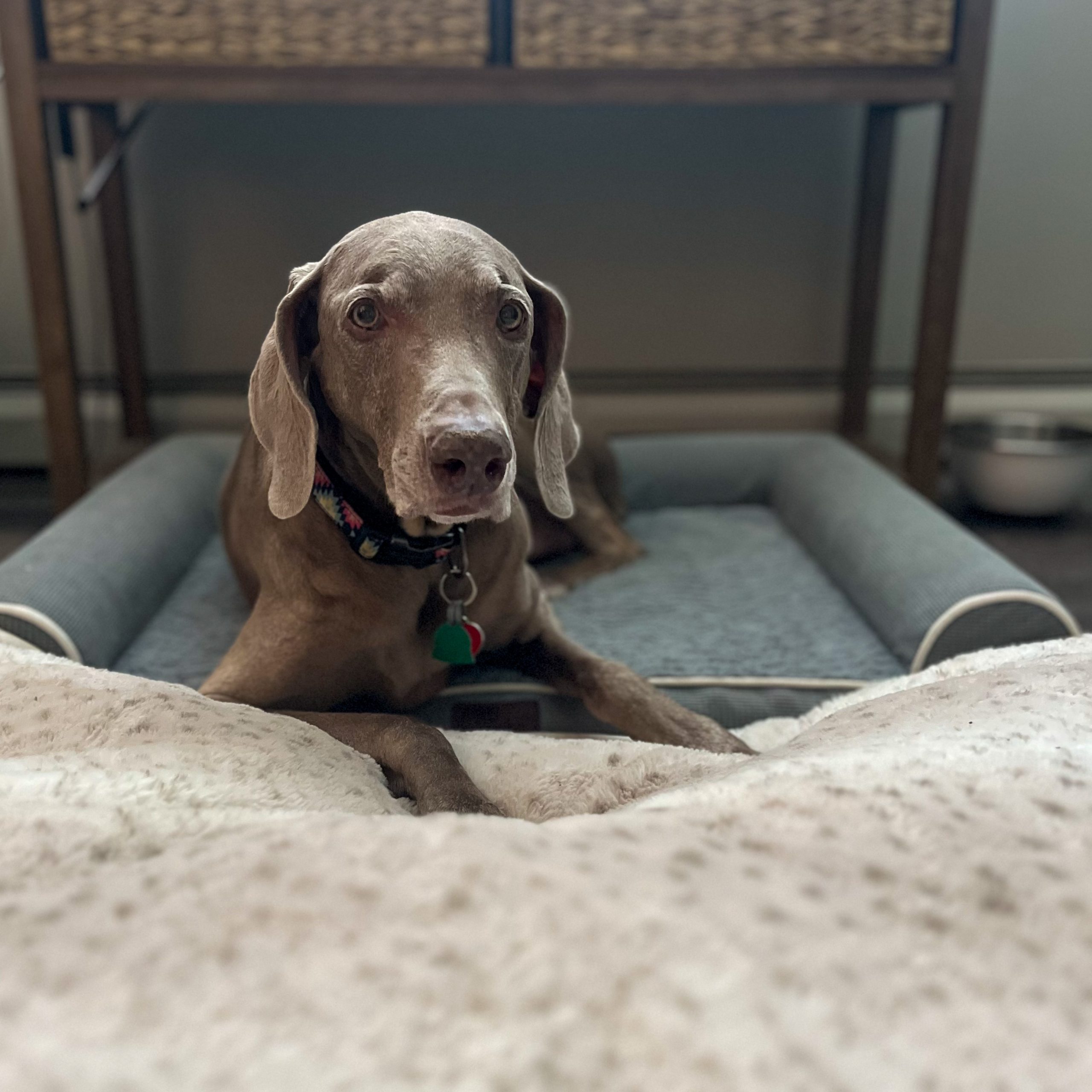 Dog relaxing at Pet Care by Nessa