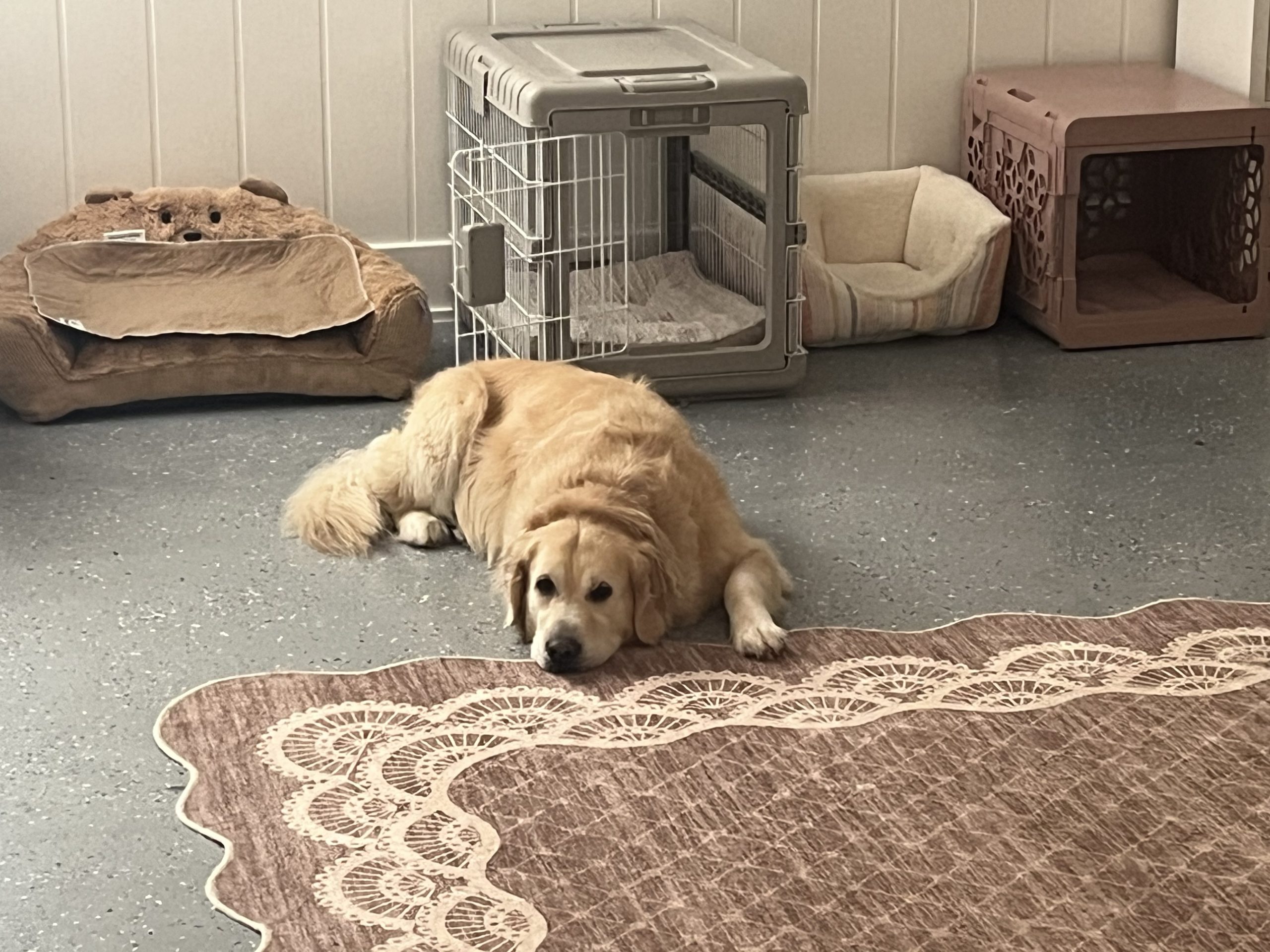 Happy pup at Pet Care by Nessa