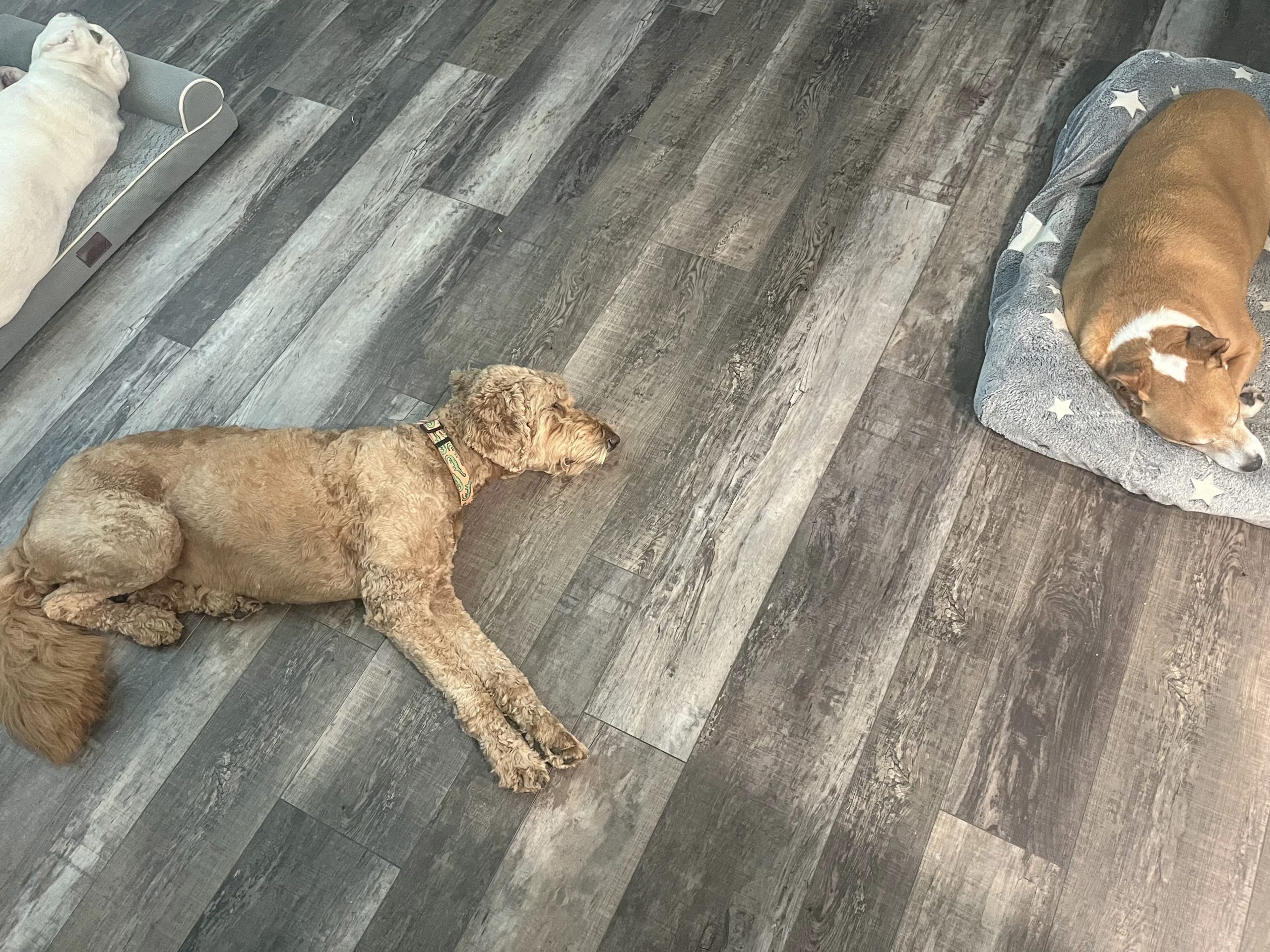Dog relaxing during overnight boarding at Pet Care by Nessa